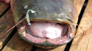 БЕСПОДОБНАЯ СЪЕДОБКА ДЛЯ СОМОВ. ЭТО УНИКАЛЬНО