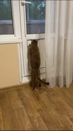 Смешные видео с кошками - Соня хочет гулять)))