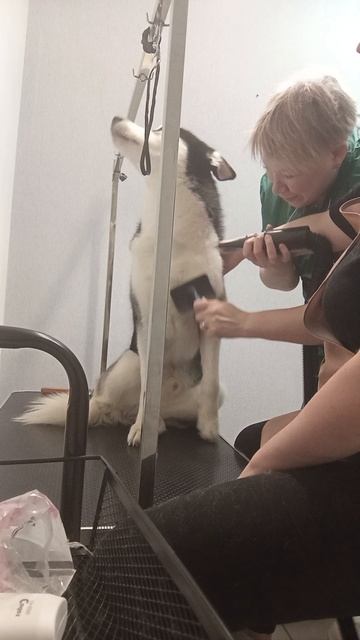 хаски в груминге 🤣😄#huskysibirskya #собака #приколы #смешноевидео
