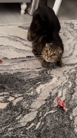 🐯ЭТО ЛУЧШАЯ ИГРУШКА ДЛЯ ЧЕССИ 👍