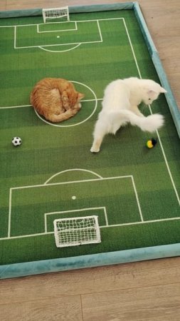 ⚽ 🏆 #Футбол. Кубок Европы среди котят. 10,06,2025 #шорты 4k