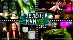 Мой [ЗЕЛЁНЫЙ МАЙ] 2025⏭️Омоложение традесканции, обдираю юкку, сажаю черенки, новый горшочек!