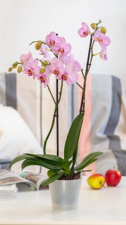 Горшок для цветов London Orchid D125 мм, 1л белый перламутровый
