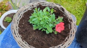 12-06-2025.Дача..Новая игрушка в огород.Переваливаю петунии..И ставим камеру наблюдения.