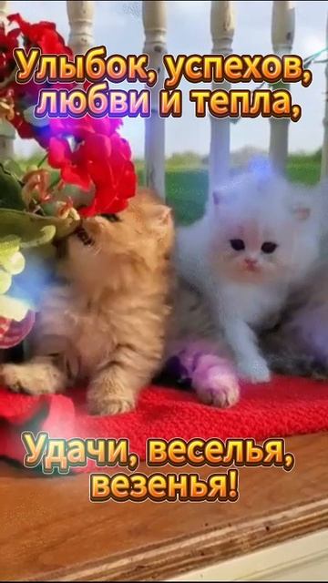 Хорошего дня! Пусть Ангелы путь твой хранят! Have a nice day! May the Angels keep your way! смотреть онлайн