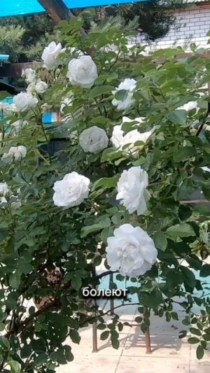 Розы для занятых садоводов