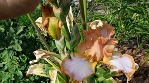 ирис бородатый Фориент. Каменск-Уральский.10.06.2025