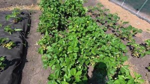 Начинаем новую стройку. Пересеяла морковь. Деревенские истории.