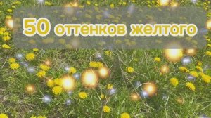 Поляна одуванчиков. Такие яркие, такие весенние. 50 оттенков желтого.
