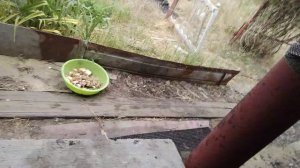 Mortal Kombat ! Летнее противостояние! Битва с мухами!