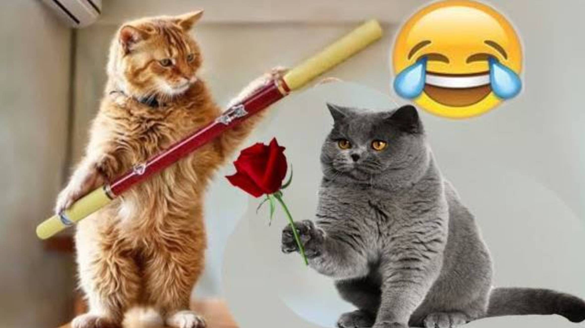 САМЫЕ СМЕШНЫЕ видео с животными,😸🐺 собаками и кошками, которые мгновенно сделают ваш день лучше!