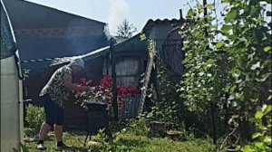 Сегодня ещё жарче. Пришлось зарубить. Кошки не хотят в дом. А вот и овощное рагу.