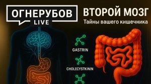 Второй мозг в животе