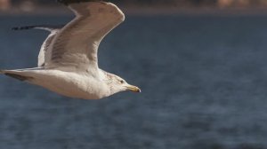 Шум океана и звук чаек  для учебы, сна
