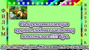 Сибирская коллекция крупноплодных шелковиц пополнилась!!!!! Ура.