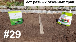 Тест разных газонных трав.