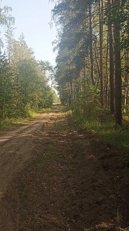 МУСОР В ЛЕСУ: противопожарную просеку завалили мусором на Землячке.