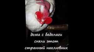 Бедная кура