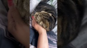 🐯НЕ НАЙДЕТ СЕБЕ МЕСТО НА МОЕЙ РУКЕ🐯