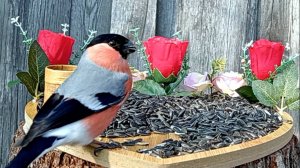 Видеосъёмка Птиц (13.03.2025 года)