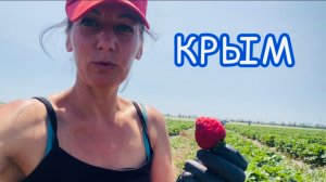 Cбор клубники 🍓 7 июня 2025