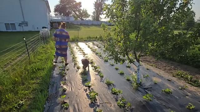 Сельчанка в Америке. ПОДГОТОВКА К ПРАЗДНИКУ, ПОЯВИЛСЯ ПОМОЩНИК В ОГОРОДЕ.ТОРТ ПОЛЁТ.