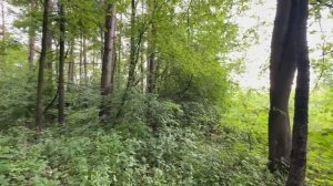 Предоставление в аренду земельного участка