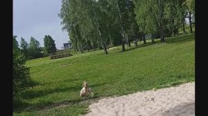 Вывод; Не делай то что говорят. Бабушка плохого не посоветует.