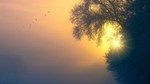 Звуки природы, пение птиц, Расслабляющая музыка для сна