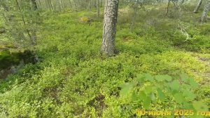 7 соток.  В лес по грибы по ягоды на разведку. Хроника 10 июля 2025 год.