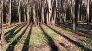 прогулки городские зарисовки цветы
