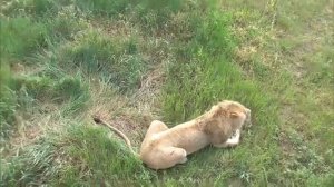 В прайде Гирея живут дружно но бывает всякое Парк львов Тайган #тайган