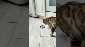 Кот Читос ест своё любимое лакомство - пакетик