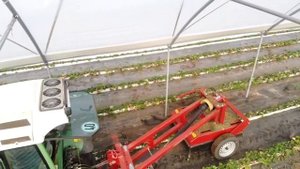 Обрезчик листьев и усов для клубники. 2