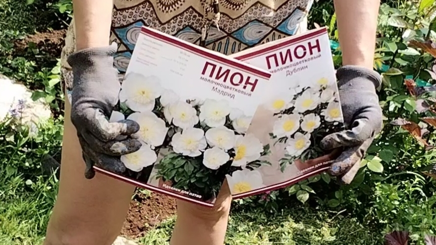 Сажаем новые пионы. Хочешь красивый сад?, стриги газон))) О7-06-2025