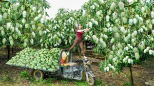 Use 3-Wheeled Truck To Harvest A Lot Of Mango Goes To Countryside Market Sell.