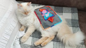 Кот Стёпа немножко сны свои не досмотрел