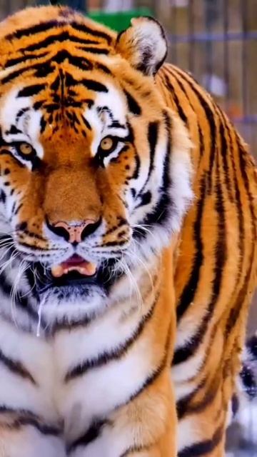 Мудрые слова смотреть онлайн