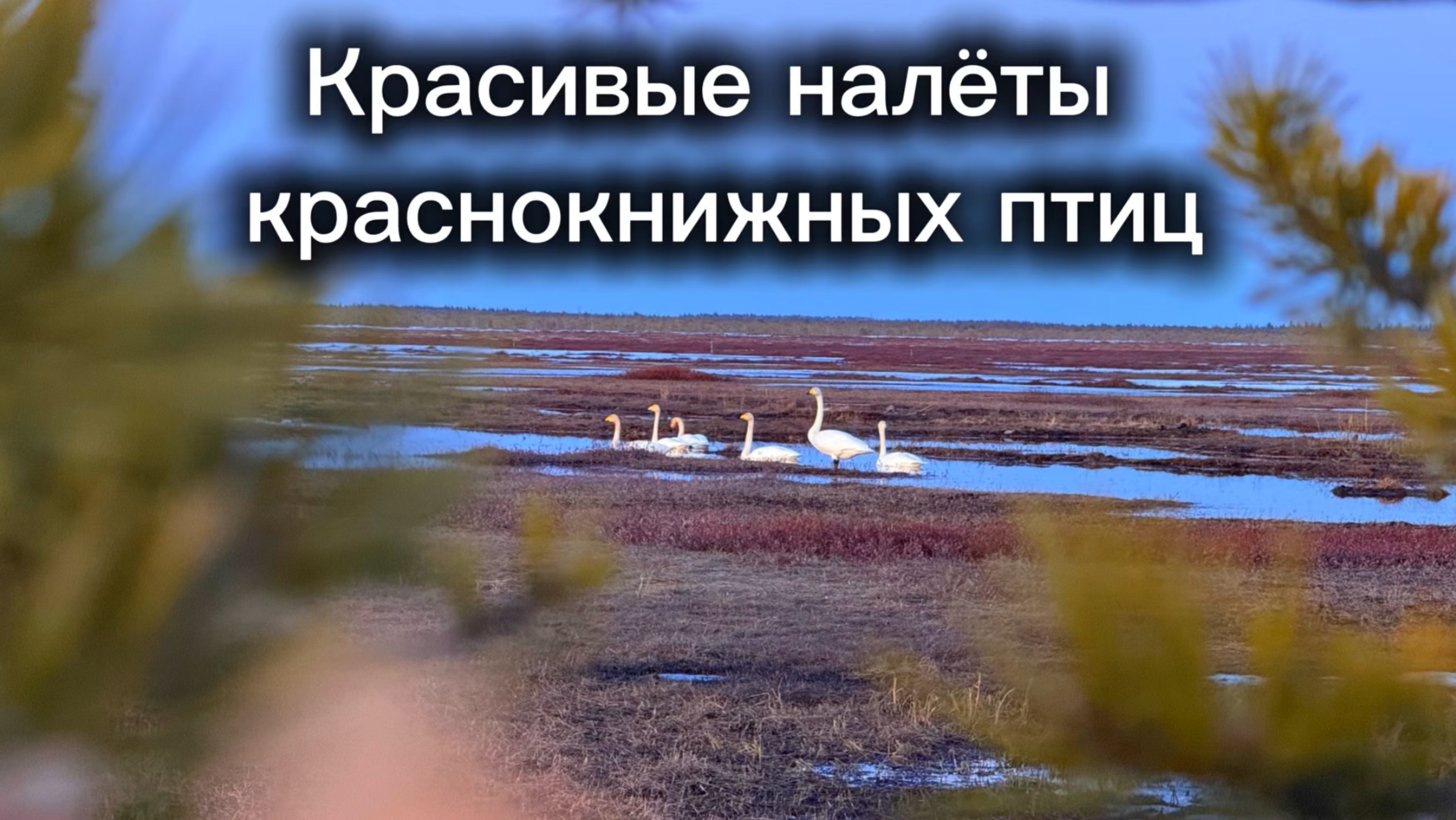 ОХОТА НА ГУСЯ 2025 в Республике Коми. ЛЕБЕДИ ПОЛЮБИЛИ ЭТО МЕСТО. 2-й день.