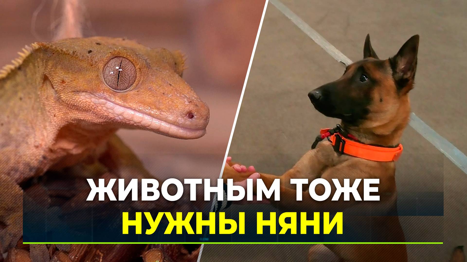 Как выбрать ситтера для своего домашнего питомца