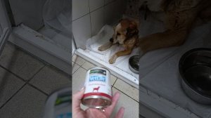 Тобик очень просит помощи в оплате лечения