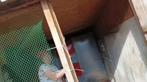 Перевели индюков в обработанный индюшатник