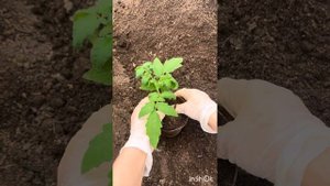 НИЦССА обзор томата Магура(151) Приднестровье, семена Ю?