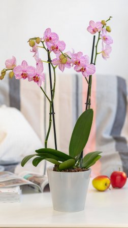 Горшок для цветов London Orchid D160 мм, 1,6л белый перламутровый