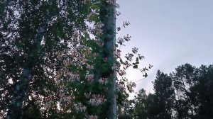 ОДНАЖДЫ ВЕЧЕРОМ