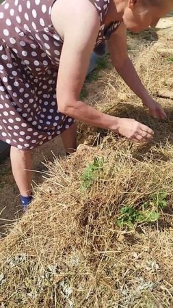 Разокучивание картошки. В два раза больше урожая #картошка #мульчирование #огород