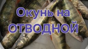 Окунь на отводной. Рыбалка на оби в июне