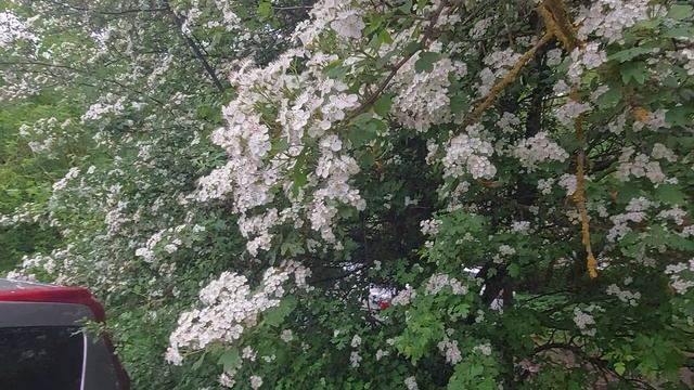 Цветет какое-то большое дерево. Цветение Весны.
