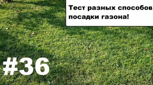 Разные способы посадки газона.