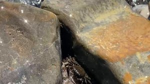 Пляж в Сукко захватили крабы! Что происходит?